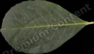 DecalLeaf 0003