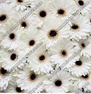 gerbera flowers 0001