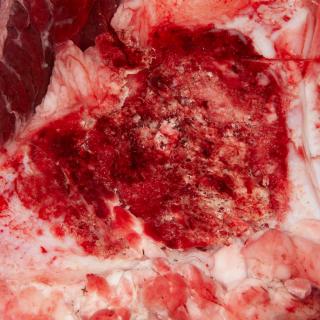 Photo Textures of RAW Beef Meat