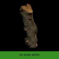 3D scan tree wood