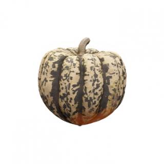 Pumpkin Clean 3D Scan #8