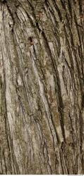 Tree Bark