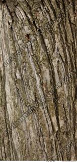 tree bark 0001